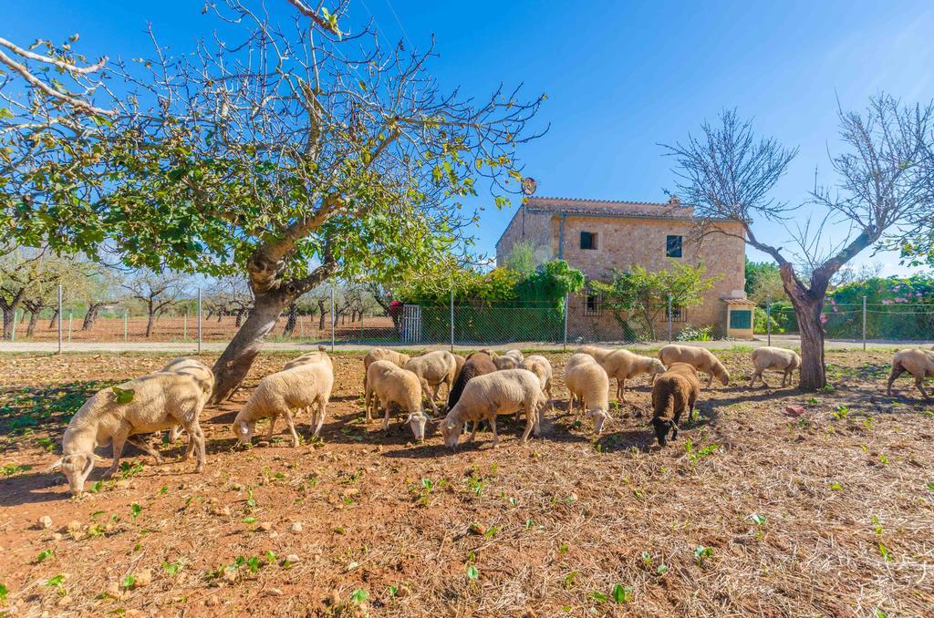 Sa Mata Villa Campanet Dış mekan fotoğraf